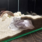 Aquarium Cave with Integrated Clam Shell Hide – 3D Printed Rock Texture Decor for Fish Tanks, Aquascapes, and Reptile Terrariums - PhD Aqua Fabrication