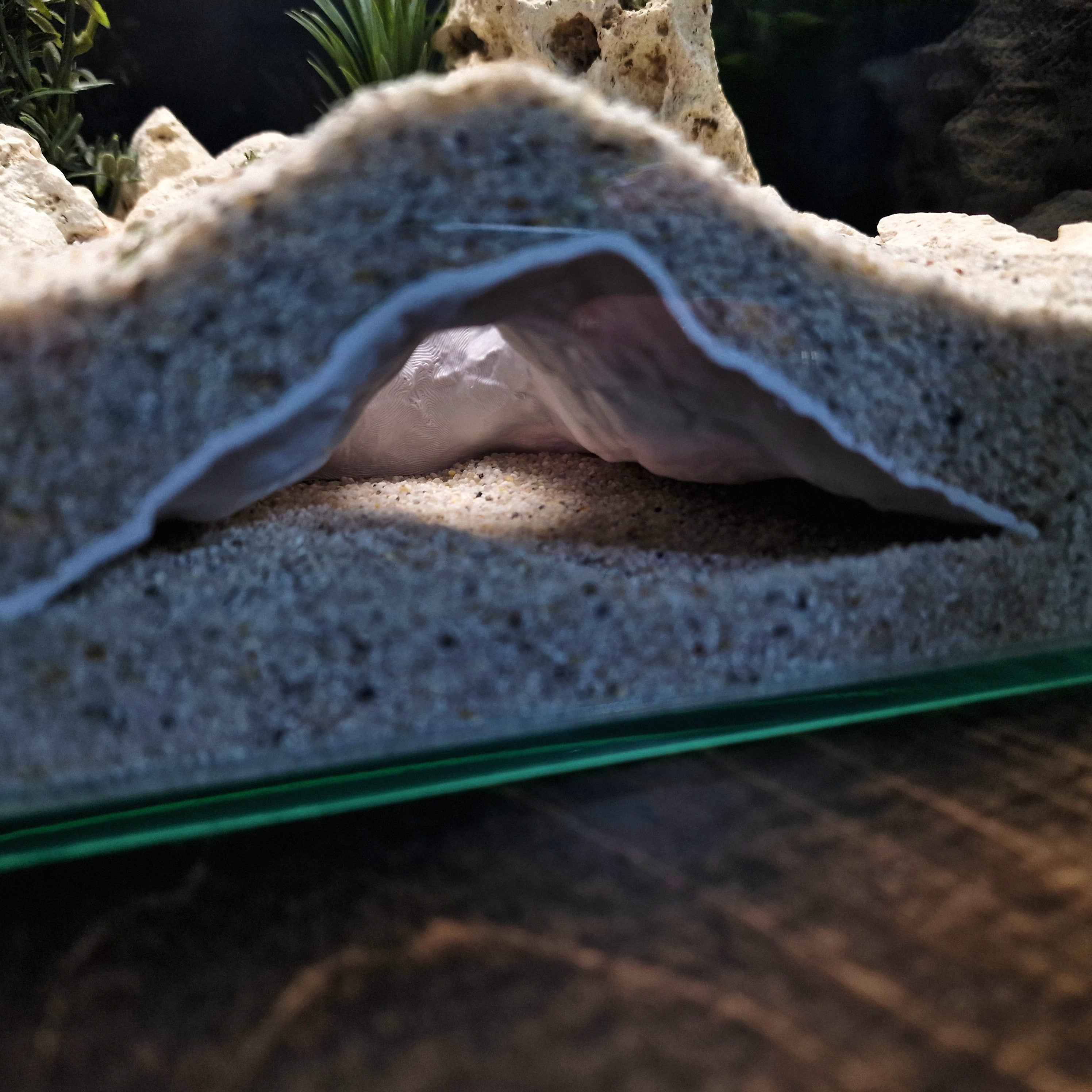 3D Printed Terrarium Decor – Hideout Cave for Terrarium, Aquarium - Fully Customizable Sizing