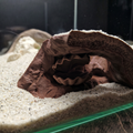 Aquarium Cave with Integrated Clam Shell Hide – 3D Printed Rock Texture Decor for Fish Tanks, Aquascapes, and Reptile Terrariums - PhD Aqua Fabrication