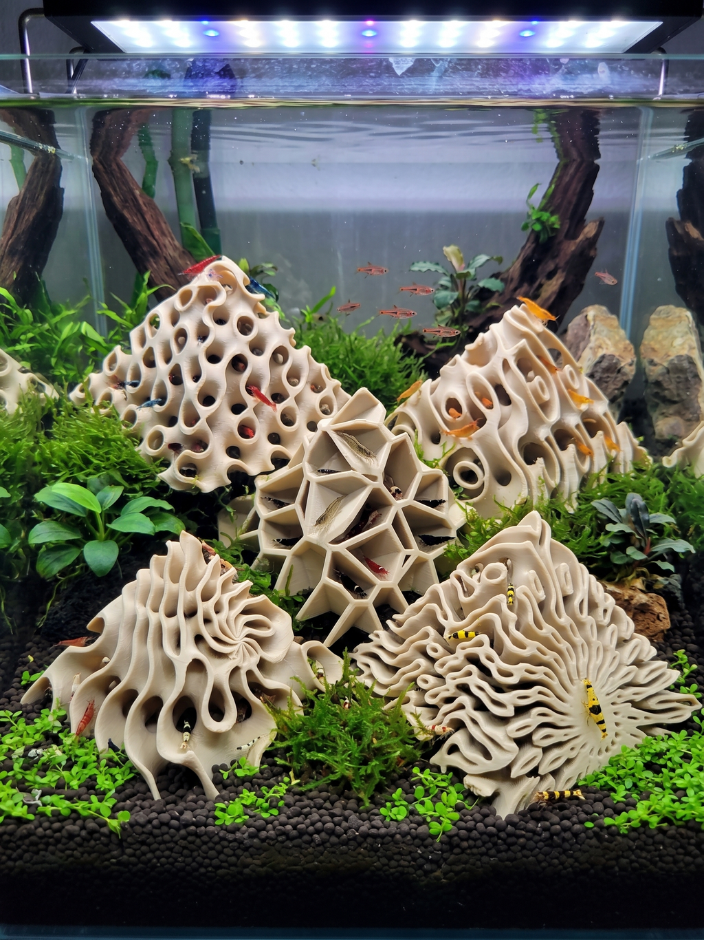 Shrimp Hide Pyramids 3D Printed - 5 Unique Aquarium Cave Designs, Shrimplet Breeding Decor - Custom Sizing Available - PhD Aqua Fabrication