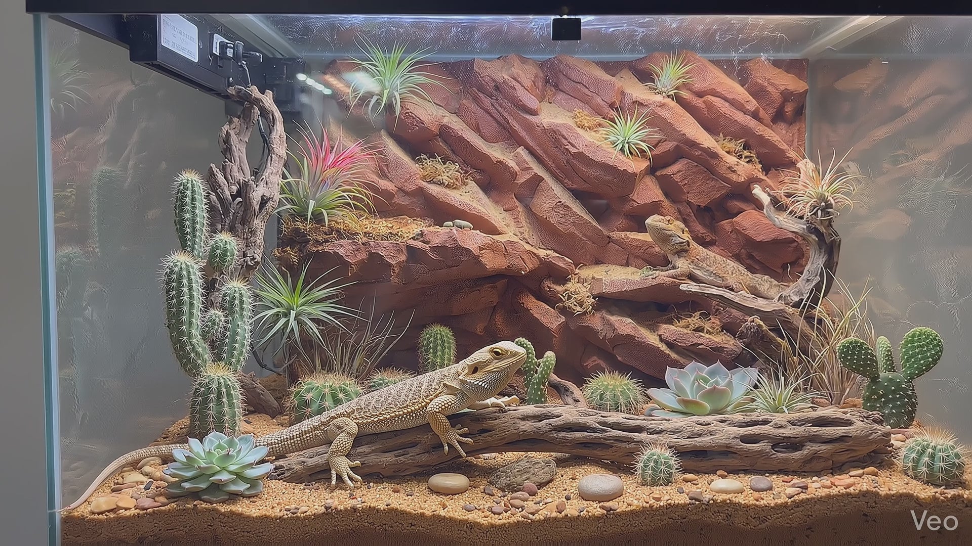 3D Printed Realistic Rock Terrarium Background – Arid & Tropical Decor – Customizable Rock Wall for Bioactive Vivariums