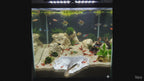Aquarium Rift Decor - Fish Tank Hideout - Natural Rock Wall Ornament - "Driftaway Grotto" Model