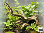 Aquarium Driftwood Freshwater Fish Tank Decor & Reptile Terrarium Accessories - Natural Spiderwood Style Wood Stump Cave for Jumping Spider, Betta Fish & Axolotl Hide, NOV-DRHIDE-BR-L, NOV-DRHIDE-BE-L
