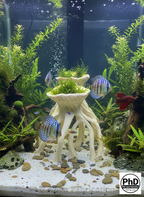 Aquarium Wood Decor Mangrove Root Planters - 3D Printed Mangrove Roots for Live Plants - Fish Tank & Terrarium Aquascaping Ornament, NOV-MANRPL-BR-L, NOV-MANRPL-BE-L