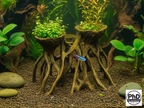 Aquarium Wood Decor Mangrove Root Planters - 3D Printed Mangrove Roots for Live Plants - Fish Tank & Terrarium Aquascaping Ornament